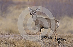 Mule deer, Odocoileus hemionus