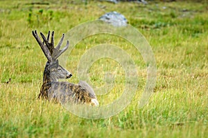 Mule Deer (Odocoileus hemionus)