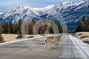 Mule deer Odocoileus hemionus buck crossing the road