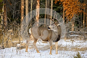 Mule deer Odocoileus hemionus buck walking in snowy forest