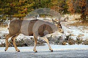 Mule deer Odocoileus hemionus buck walking in snowy forest