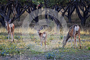 Mule Deer, Odocoileus hemionus, Doe and spotted baby fawn grazing in the morning around an apple tree orchard in Provo Utah County