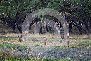 Mule Deer, Odocoileus hemionus, Doe and spotted baby fawn grazing in the morning around an apple tree orchard in Provo Utah County