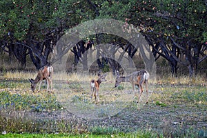 Mule Deer, Odocoileus hemionus, Doe and spotted baby fawn grazing in the morning around an apple tree orchard in Provo Utah County