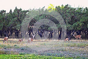 Mule Deer, Odocoileus hemionus, Doe and spotted baby fawn grazing in the morning around an apple tree orchard in Provo Utah County