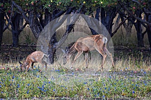 Mule Deer, Odocoileus hemionus, Doe and spotted baby fawn grazing in the morning around an apple tree orchard in Provo Utah County