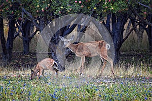 Mule Deer, Odocoileus hemionus, Doe and spotted baby fawn grazing in the morning around an apple tree orchard in Provo Utah County