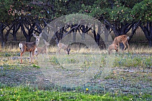 Mule Deer, Odocoileus hemionus, Doe and spotted baby fawn grazing in the morning around an apple tree orchard in Provo Utah County