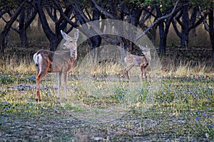 Mule Deer, Odocoileus hemionus, Doe and spotted baby fawn grazing in the morning around an apple tree orchard in Provo Utah County