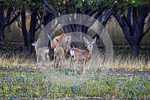 Mule Deer, Odocoileus hemionus, Doe and spotted baby fawn grazing in the morning around an apple tree orchard in Provo Utah County