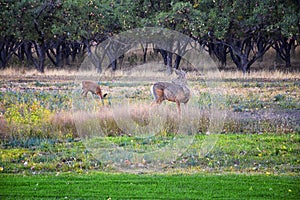 Mule Deer, Odocoileus hemionus, Doe and spotted baby fawn grazing in the morning around an apple tree orchard in Provo Utah County