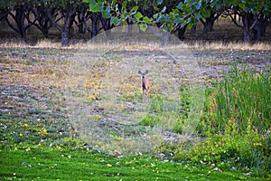 Mule Deer, Odocoileus hemionus, Doe and spotted baby fawn grazing in the morning around an apple tree orchard in Provo Utah County