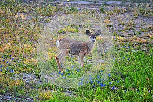 Mule Deer, Odocoileus hemionus, Doe and spotted baby fawn grazing in the morning around an apple tree orchard in Provo Utah County