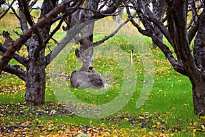 Mule Deer, Odocoileus hemionus, herd grazing in the fall autumn morning around an apple tree orchard in Provo Utah County along th