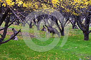 Mule Deer, Odocoileus hemionus, herd grazing in the fall autumn morning around an apple tree orchard in Provo Utah County along th