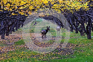 Mule Deer, Odocoileus hemionus, herd grazing in the fall autumn morning around an apple tree orchard in Provo Utah County along th