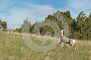 Mule Deer (Odocoileus hemionus) Moves Up Hill