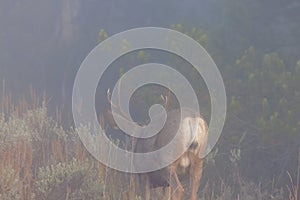 Mule deer (Odocoileus hemionus)