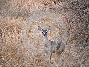 Mule deer Odocoileus hemionus portrait  in field