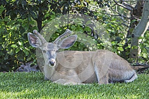 Mule deer buck Odocoileus hemionus in velvet