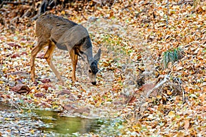 Mule Deer Odocoileus hemionus in Zion National Park