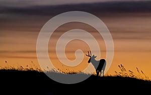 A Mule Deer Portrait During Rut Season