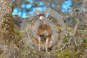 Mule deer relaxing in forest and watering the bush
