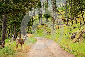 Mule Deer on Road