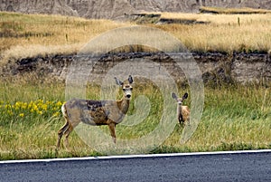 Mule deer on road side in The Badlands National Park, South Dakota, USA