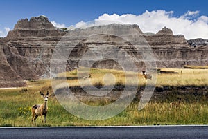 Mule deer on road side in The Badlands National Park, South Dakota, USA photo