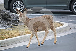 Mule deer on a road in winter