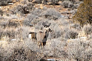 Mule Deer in the sage brush