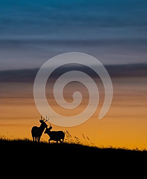 Mule deer silhouette in Banff Canada