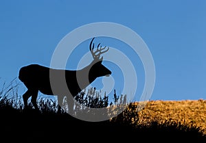 Mule Deer Silhouette