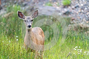 Mule deer in Silverton Colorado, looking at the camera