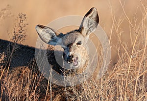 Mule Deer about to eat a twig in closeup view photo