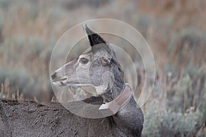 Mule deer with tracking device