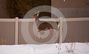 Mule deer in urban area