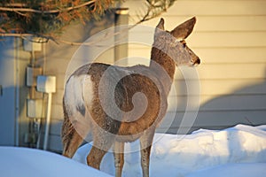Mule deer in Utah in winter