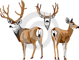 Mule deer vector