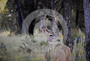 Mule deer in velvet