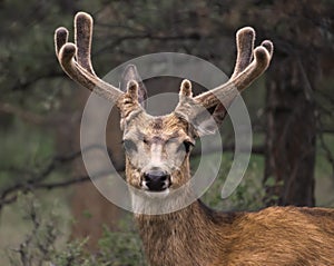 Mule deer with velvet antlers.