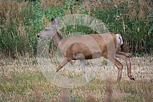 Mule deer walking in a thick grassy area