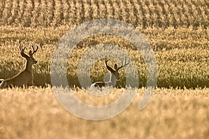 Mule Deer in Wheat Field