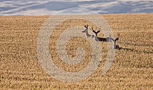 Mule Deer in Wheat Field