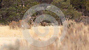 Mule deer in a winter brown meadow