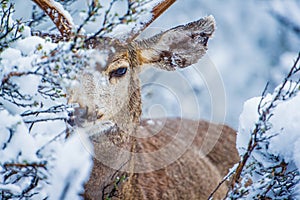 Mule Deer in Winter Forest