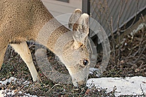 Mule deer in winter