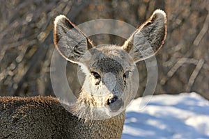 Mule deer in winter
