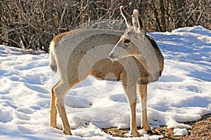 Mule deer in winter